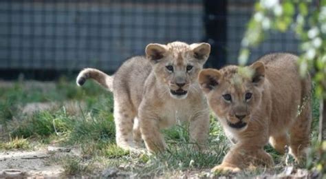 World Celebrates First Artificially Conceived African Lion Cubs | News | teleSUR English