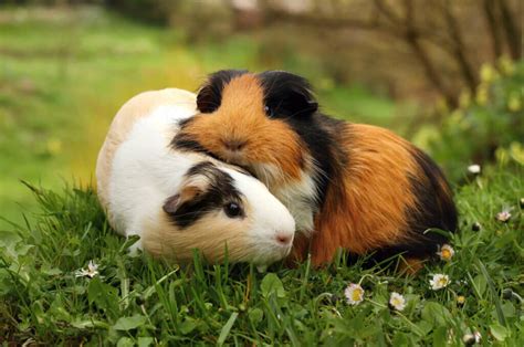 Everything About the Guinea Pig's Pregnancy - My Animals