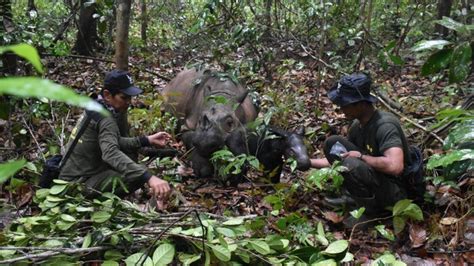 Un rhinocéros de Sumatra, une espèce en danger d’extinction, est né en ...