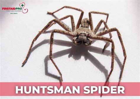 Huntsman Spider Bite - How dangerous are they? - FirstAidPro