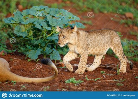 Lion cub playing with mum stock photo. Image of south - 169399110