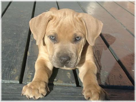 Boerboel Puppy | Mastiff breeds, Dog breeds, Mastiff puppies