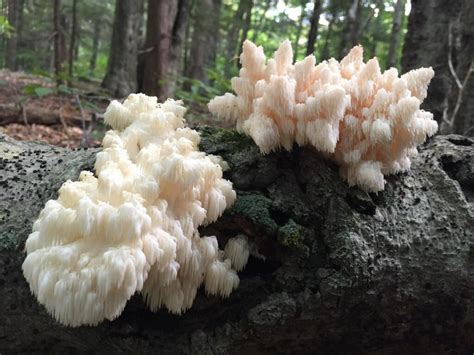 Lion's Mane Mushroom: Identification, Foraging, and Recipes - Mushroom ...