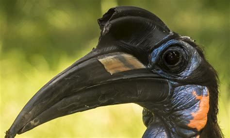 Abyssinian ground hornbill | Smithsonian's National Zoo and Conservation Biology Institute