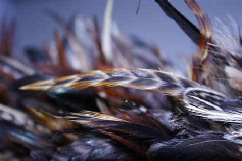 Free Images : bird, leaf, fur, pattern, close up, feathers, macro ...