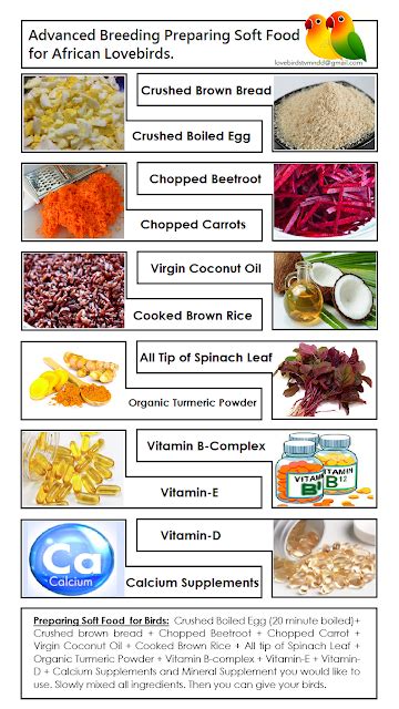 baby cockatiel food chart - Dorthea Casas