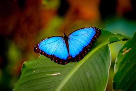 Blue Morpho Butterfly – ACEER