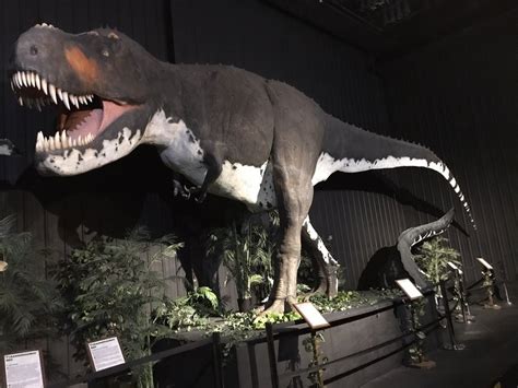 DINOSAUR MUSEUM - 33 Photos & 13 Reviews - Museums - 3619 W 76 Country Blvd, Branson, MO - Phone ...