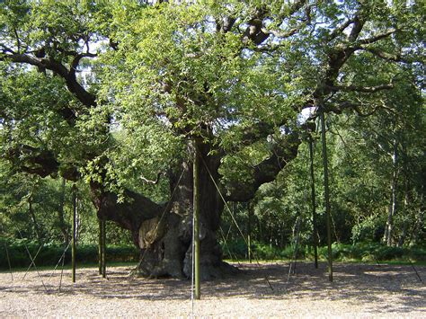 The Great Oak | The Great Oak Tree in Sherwood Forest outsid… | Flickr