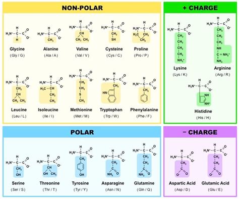 Amino Acids, Proteins and DNA | A-Level Chemistry Revision Notes