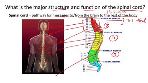 Spinal Cord Function And Structure