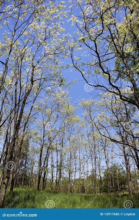 Early spring forest view stock photo. Image of beauty - 13917686