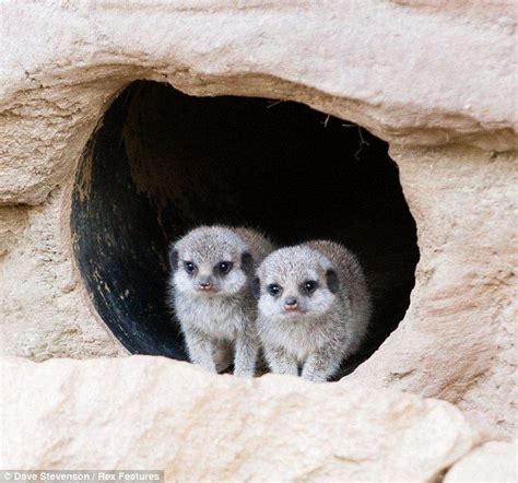 Baby meerkats peer out of their burrows as they prepare to make first ...