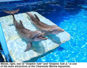 Winter and Hope - Winter The Dolphin Photo (37557667) - Fanpop