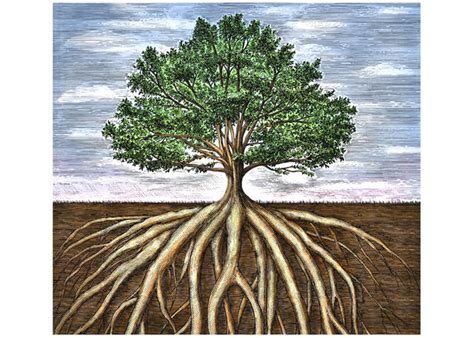 Steven Noble Illustrations: Oak Tree Roots