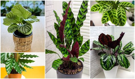 10 Favorite Calathea Types To Bring Indoor