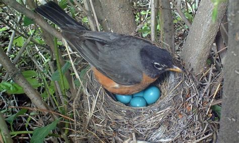 Birds Laying Eggs In Nest