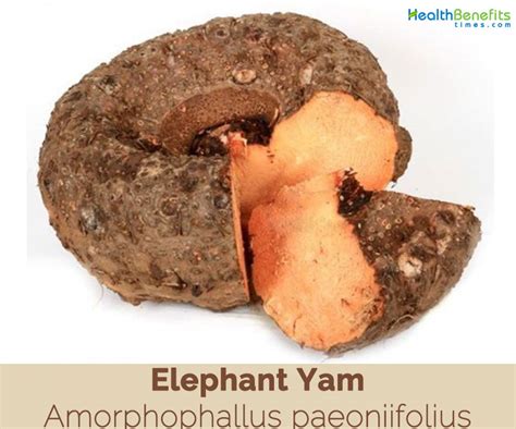 Elephant Yam facts and health benefits