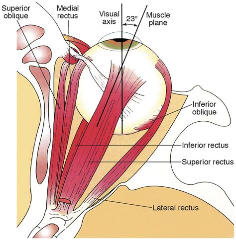 Anatomy of the Extraocular Muscles | Ento Key