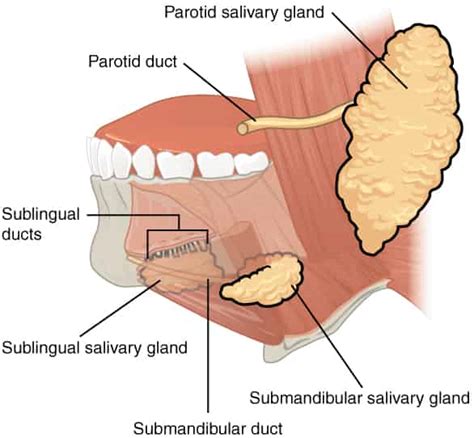 Salivary gland function and structure | Anatomy And Physiology