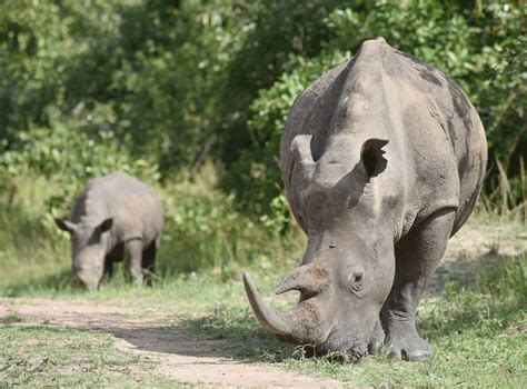 Nature and Wildlife - Go Smile Uganda