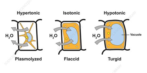 Plasmolysis and turgidity, illustration - Stock Image - F037/4542 - Science Photo Library