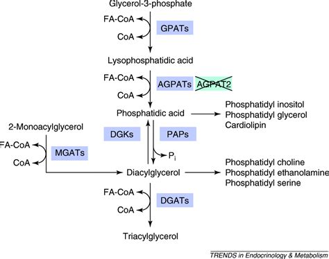 Glycerol 3-Phosphate Acyltransferase; Acyl CoA Sn Glycerol 3 Phosphate O Acyltransferase; Acyl ...