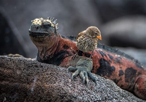 Marine iguana - Galapagos Conservation Trust