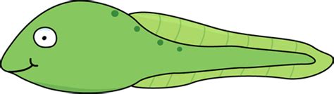 Tadpole Clipart & Look At Clip Art Images - ClipartLook