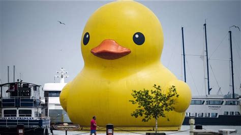 Giant rubber duck floats in Toronto for festival - YouTube