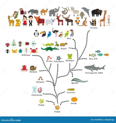 The Evolution Of Animals