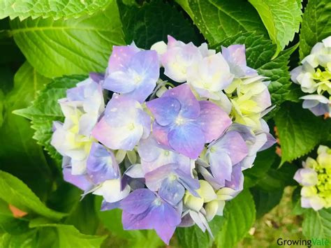 Bigleaf Hydrangea: Grow and Care Tips for French Hydrangea Bushes - GrowingVale