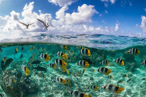 Beautiful Underwater Ocean