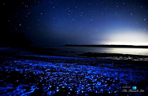 Image about puerto rico in Amazing Views by Cindy | Bioluminescent bay, Caribbean islands, Vieques