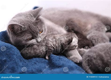 Cat Hugging Her Small Babies Stock Photo - Image of guard, meaow: 71504914