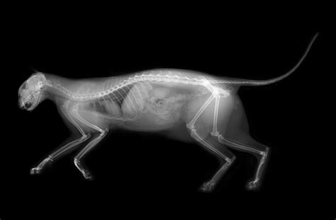 Ark Veterinary Hospital | X-ray | 動物, レントゲン写真