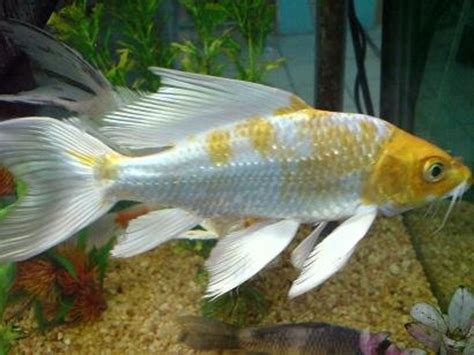 Tropical Fish and Koi | hubpages