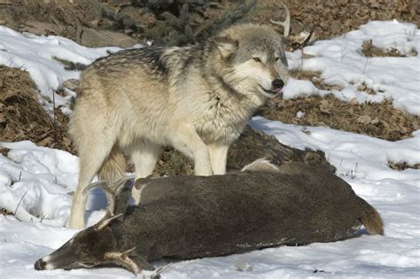 A Guide to Grey Wolves. All about Grey Wolves — Destination: Wildlife™