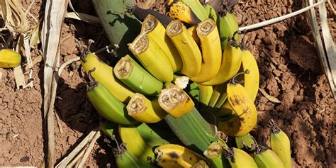 Bunchy top disease emerges as new threat to East African bananas