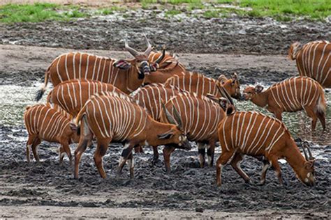 Dzanga Sangha National Park, March 24-31 2017 Group Trip | Group Trips ...