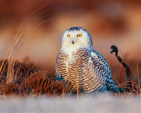 Snowy owls’ winter arrival is highly anticipated in Michigan