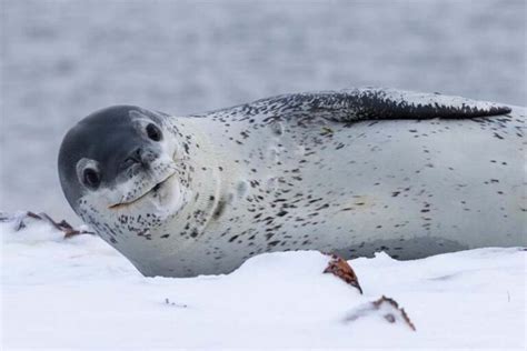 Top 10 cold weather animals - Depth World