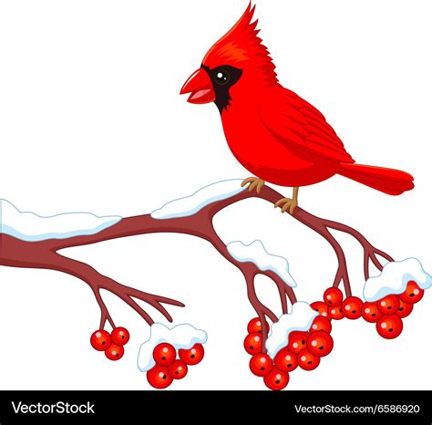 Cardinal Bird Cartoon Image