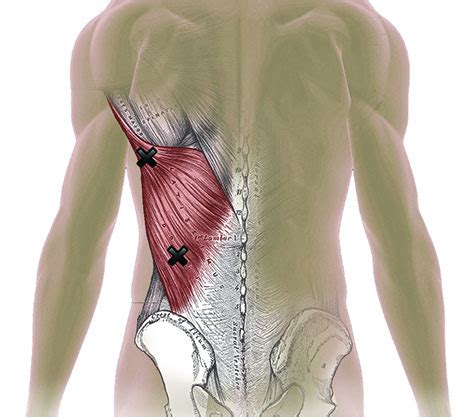 Latissimus Dorsi