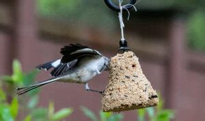 How to Hang a Bird Seed Bell? (3 Effective Methods)