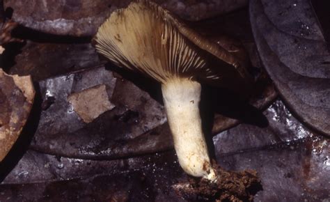 Lactarius sp. 1 – Tropical Fungi