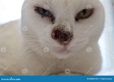 Sick White Cat with Nose Cancer Stock Image - Image of feline, nose: 284831327