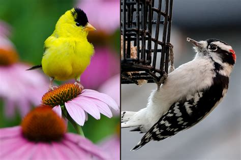 Learn More About Birds and Nature with These Courses | Bird Academy • The Cornell Lab