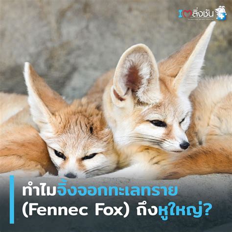 ทำไมจิ้งจอกทะเลทรายถึงหูใหญ่? เรื่องนี้มีคำตอบ 🦊 - โรงพยาบาลสัตว์ตลิ่งชัน