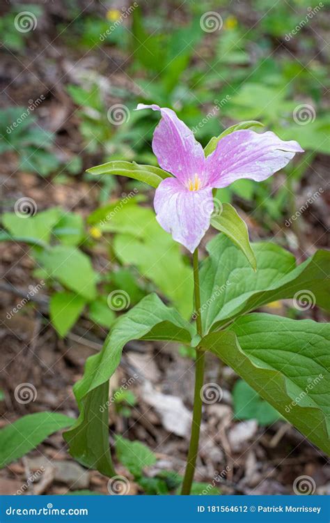 Appalachian Mountain Wildflowers in Spring Stock Photo - Image of nature, explore: 181564612